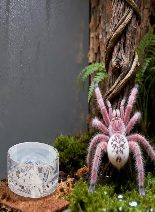 MHLLGN Jumping Spider Enclosure Accessories, 2 Pack Glass Feeding Dish for Food and Water, Little Food Bowl for Jumping Spider, Tarantula, Beetle and Other Small Pets - Image 5